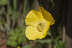 welsh poppy